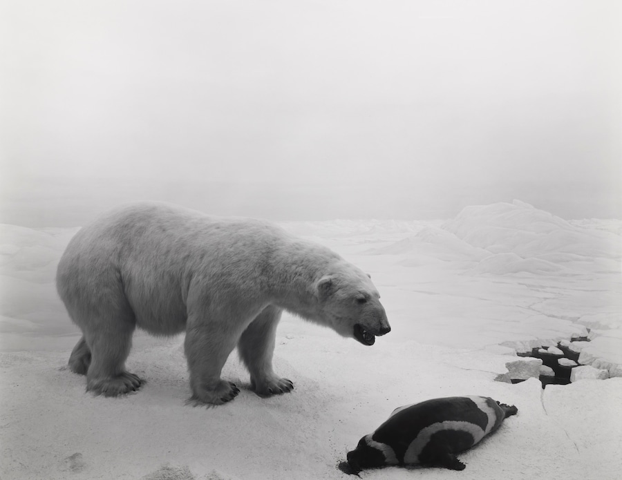 Hiroshi Sugimoto, ‘Polar Bear’ (1976) 7