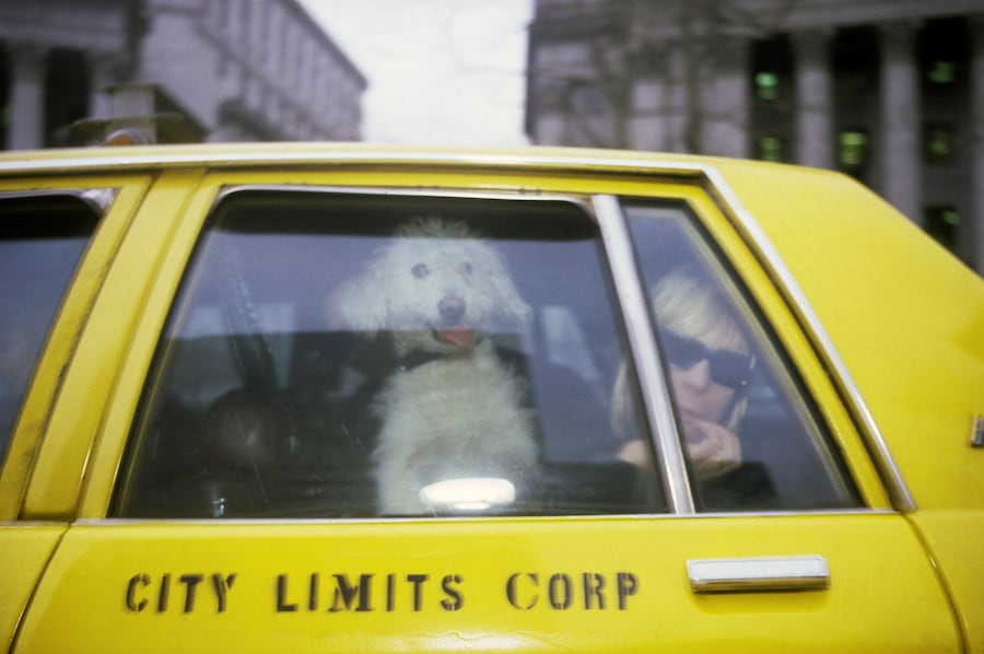 Nan goldin this will not end well dazed