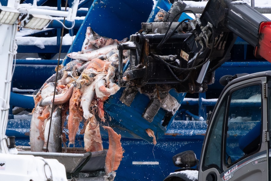 Open-pen salmon farming in Iceland Bjork 7