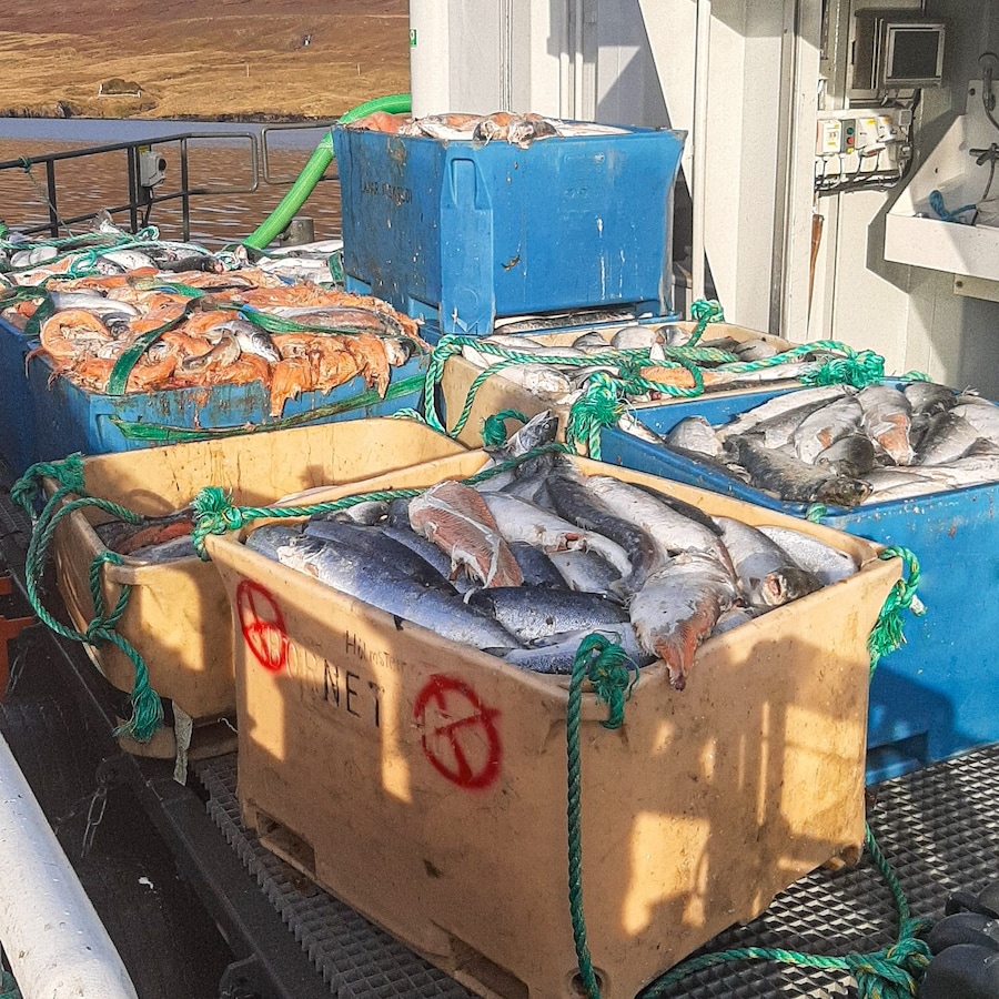 Open-pen salmon farming in Iceland Bjork 5