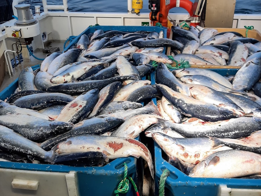 Open-pen salmon farming in Iceland Bjork 11