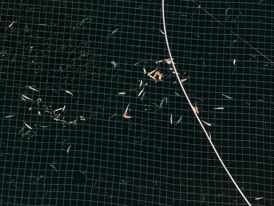 Open-pen salmon farming in Iceland Bjork 12