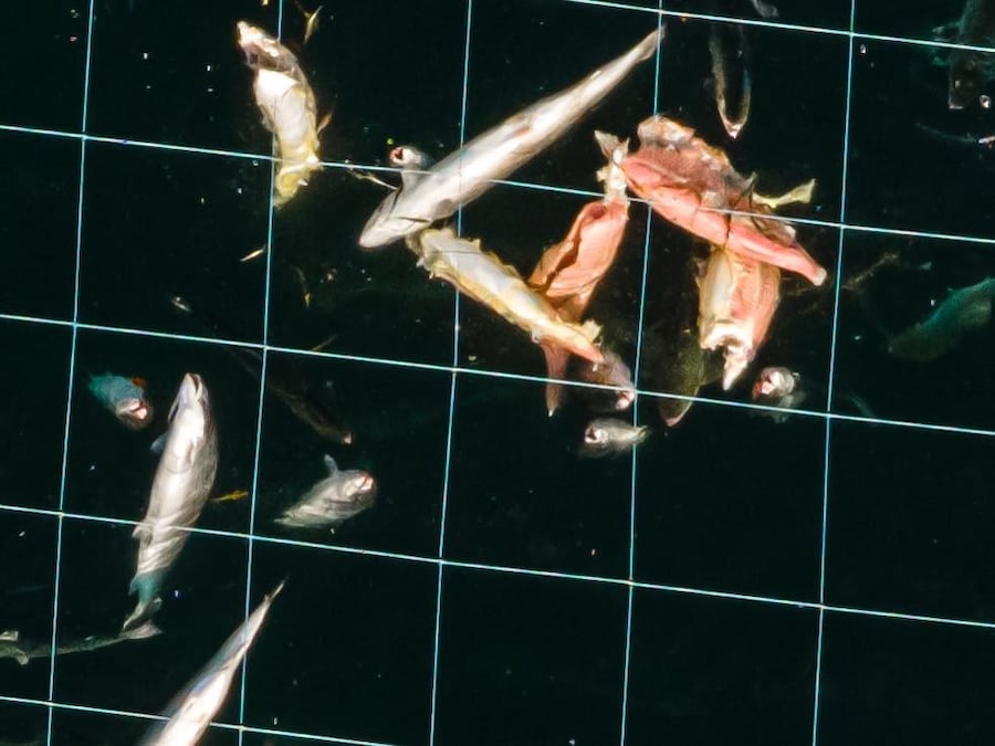 Open-pen salmon farming in Iceland Bjork 13
