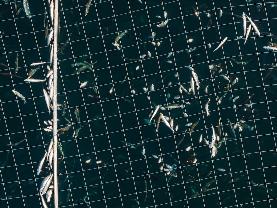 Open-pen salmon farming in Iceland Bjork 14