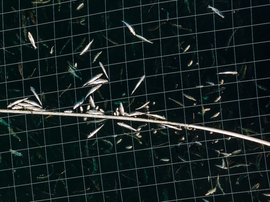Open-pen salmon farming in Iceland Bjork 15