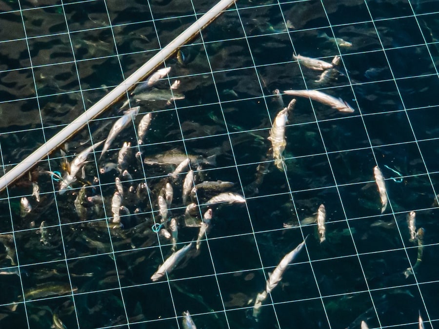 Open-pen salmon farming in Iceland Bjork 16