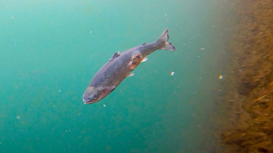 Open-pen salmon farming in Iceland Bjork 19