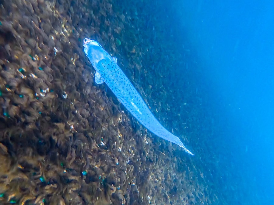 Open-pen salmon farming in Iceland Bjork 4