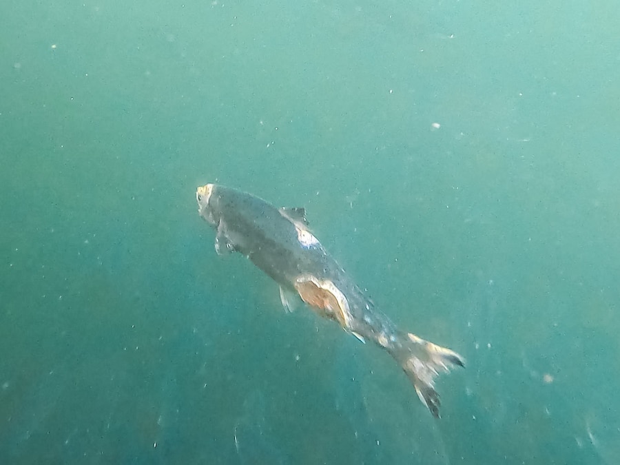 Open-pen salmon farming in Iceland Bjork 21