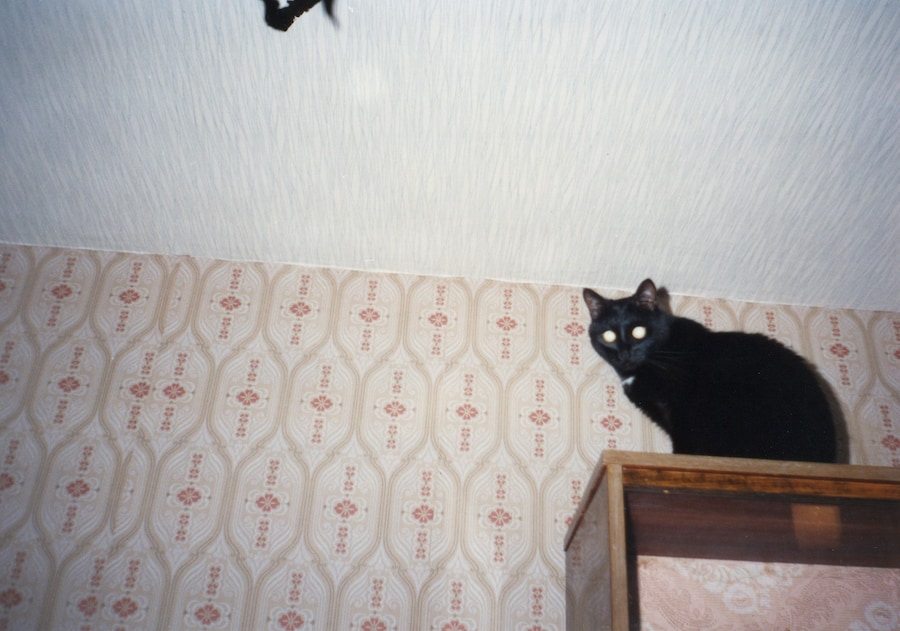 Nika Sandler, My Nonhuman Friends 1