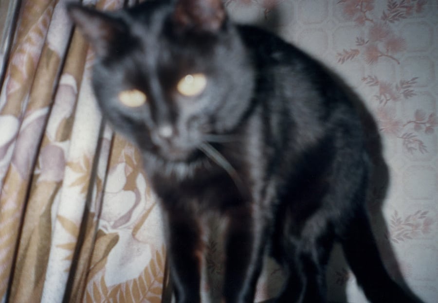 Nika Sandler, My Nonhuman Friends 17