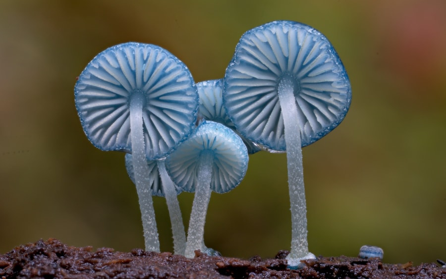Fungi: Web of Life 0
