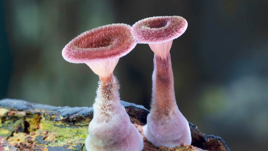 FUNGI - WEB OF LIFE_FILM STILL 1 1