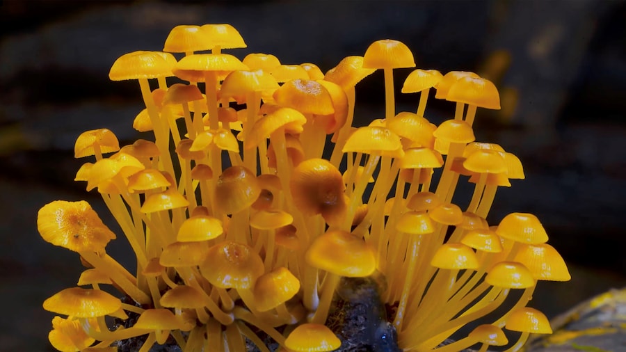 FUNGI - WEB OF LIFE_FILM STILL 6 3