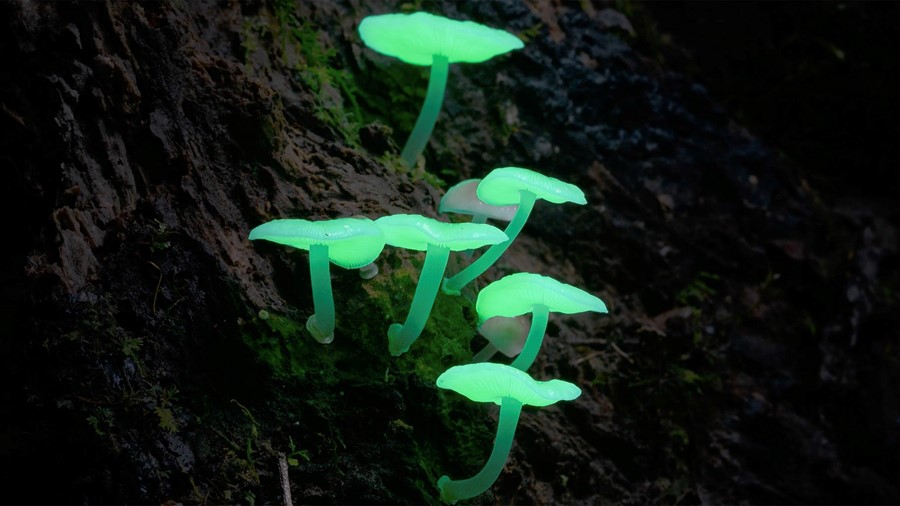 FUNGI - WEB OF LIFE_FILM STILL 8