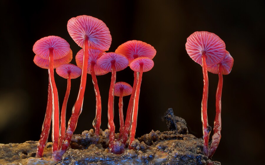 FUNGI - WEB OF LIFE_Fungi - Image 3 by Stephen Axf 6