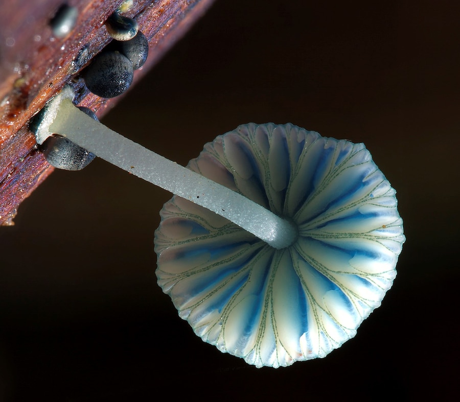 FUNGI - WEB OF LIFE_Pixie Parasol Image 6 by Steph 7