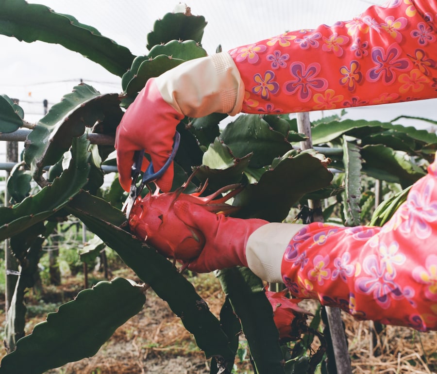 Angela Yu Hsin, Fong Ti&#225;o Yǔ Sh&#249; 2