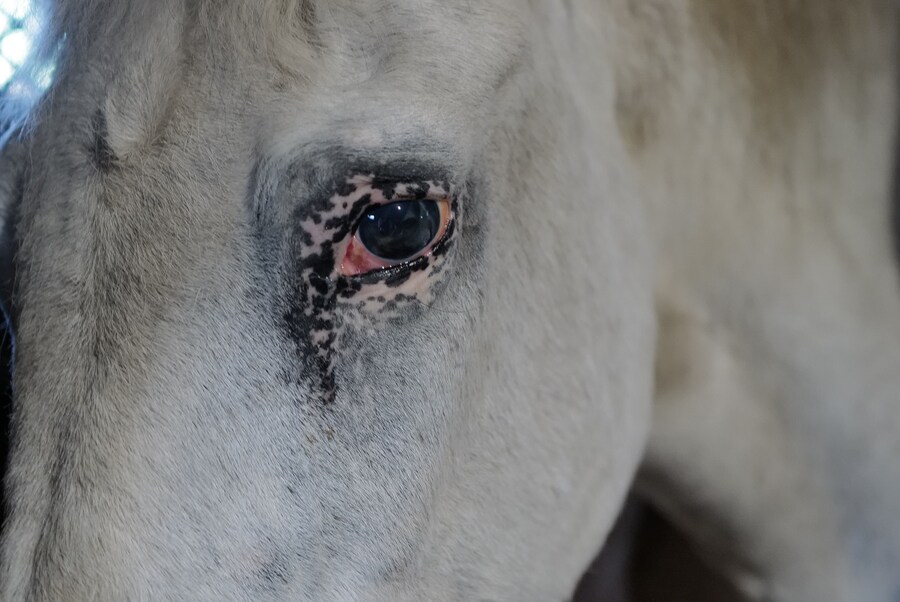 Nan Goldin, The paw, eclipse (2024) 13