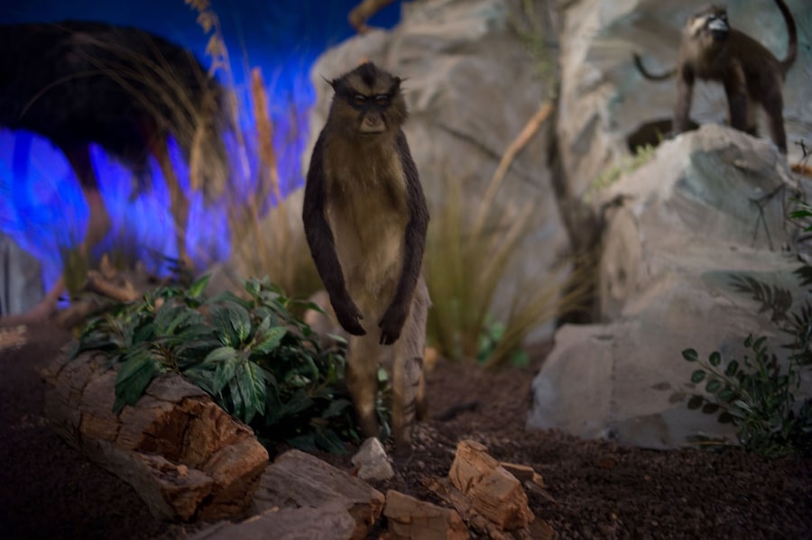 Nan Goldin, Til the end of time (2011) 14