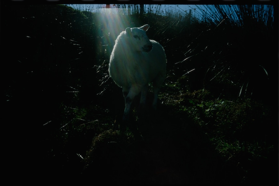 Nan Goldin, Holy sheep, Rathmullen, Ireland (2002) 16