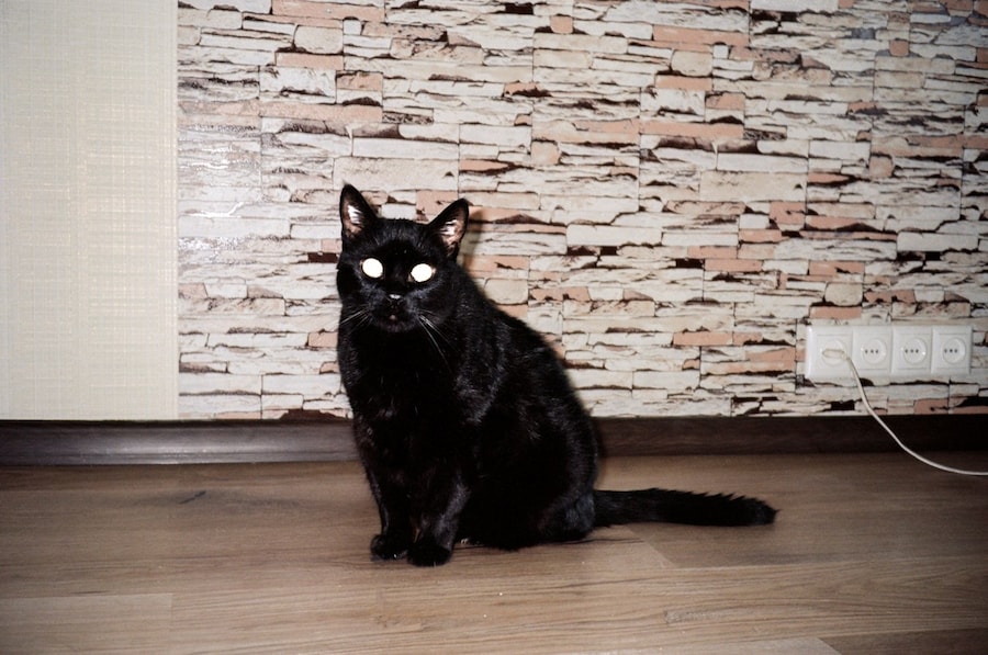 Sofiya Loriashvili, My Book (2024) 5