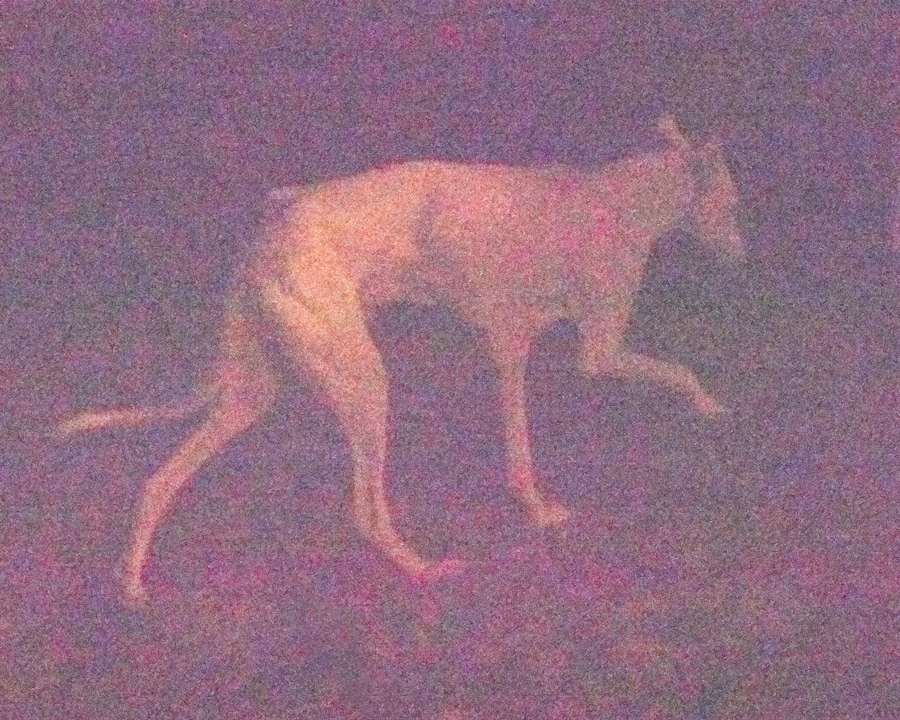 Dog — 2020 - Arnaud Lajeunie 7