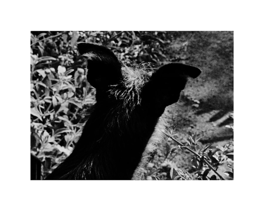 untitled, 2024 - Jack Davison 16