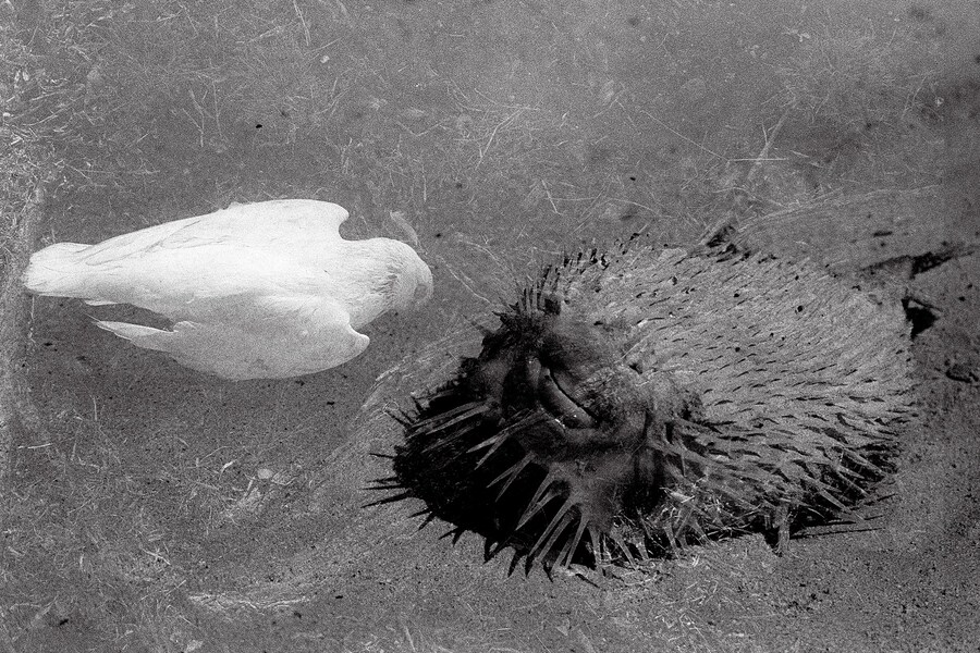 Sophia Cutino, Diaries of a Wet Bird 10