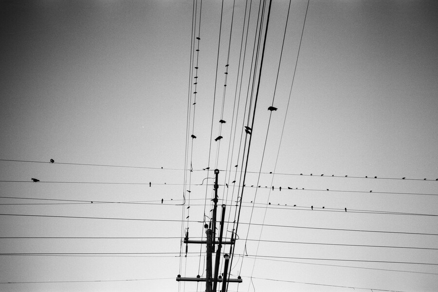 Sophia Cutino, Diaries of a Wet Bird 13