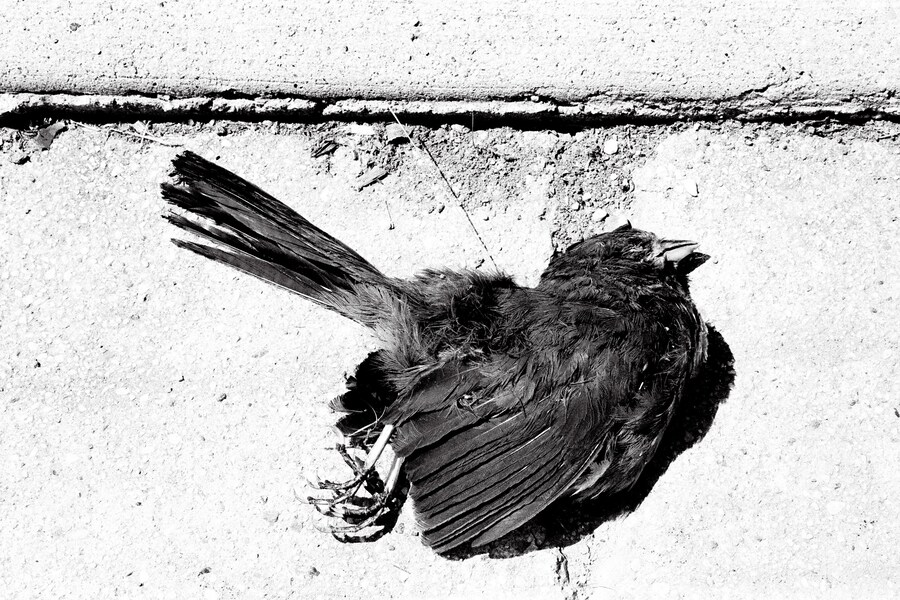 Sophia Cutino, Diaries of a Wet Bird 15