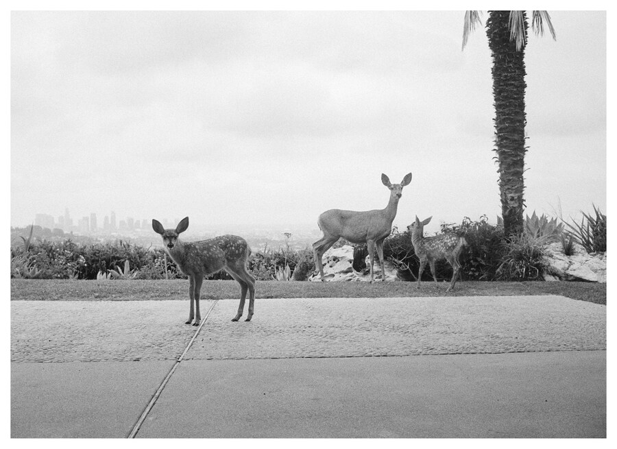The California Picture Project 10