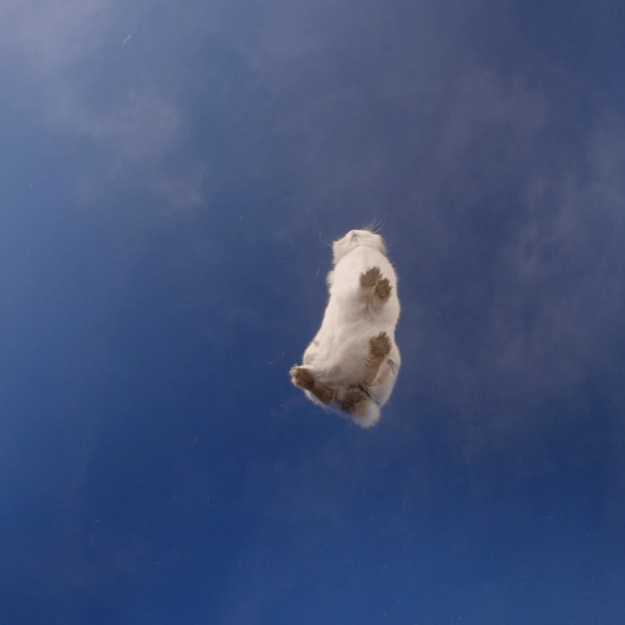 Laure Prouvost, We Felt A Star Dying (2025) 8