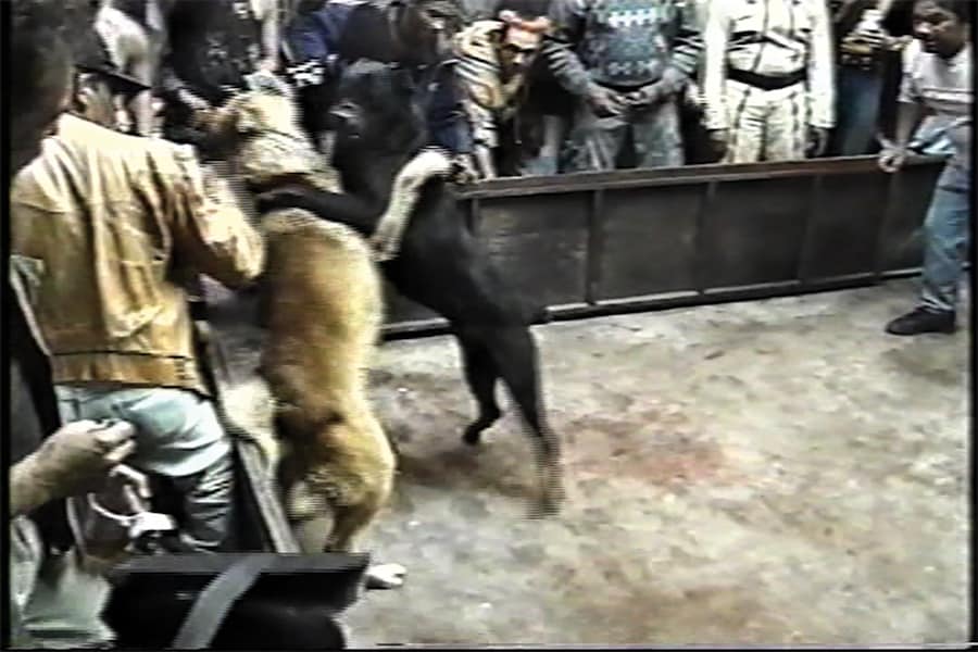 &#169; Fernando Llanos, from Amores Perros (MACK, 2025) 5