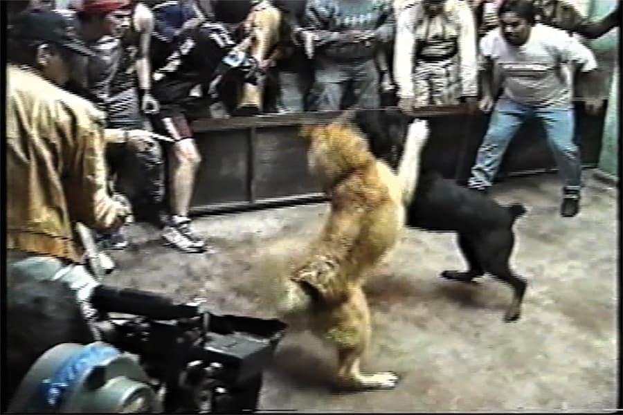 &#169; Fernando Llanos, from Amores Perros (MACK, 2025) 6