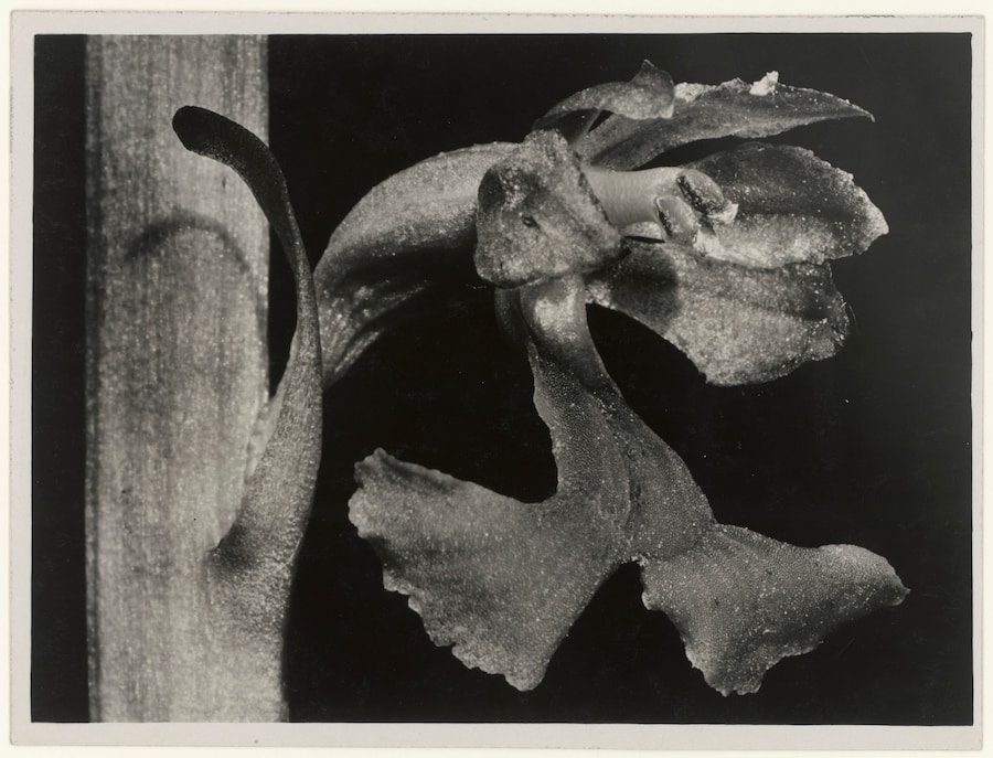 Typologien: Photography in 20th Century Germany 8