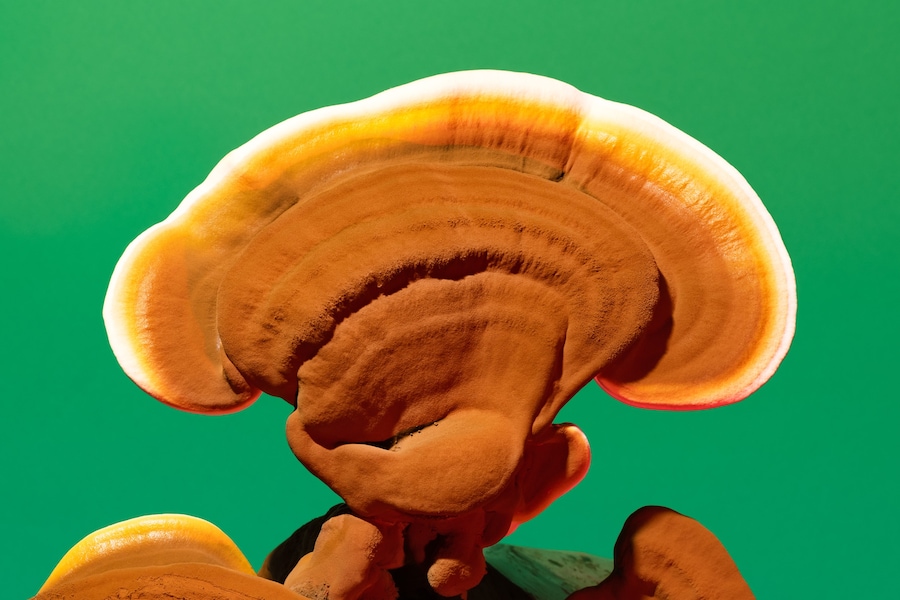 Phyllis Ma, Mushrooms &amp; Friends #4 (self-published, 2025). 3