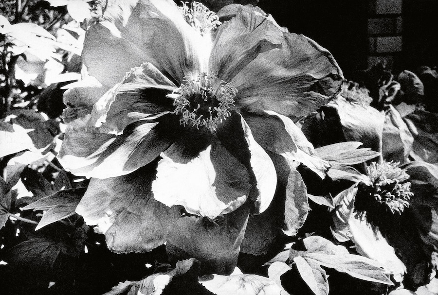 Daido Moriyama: Quartet 0