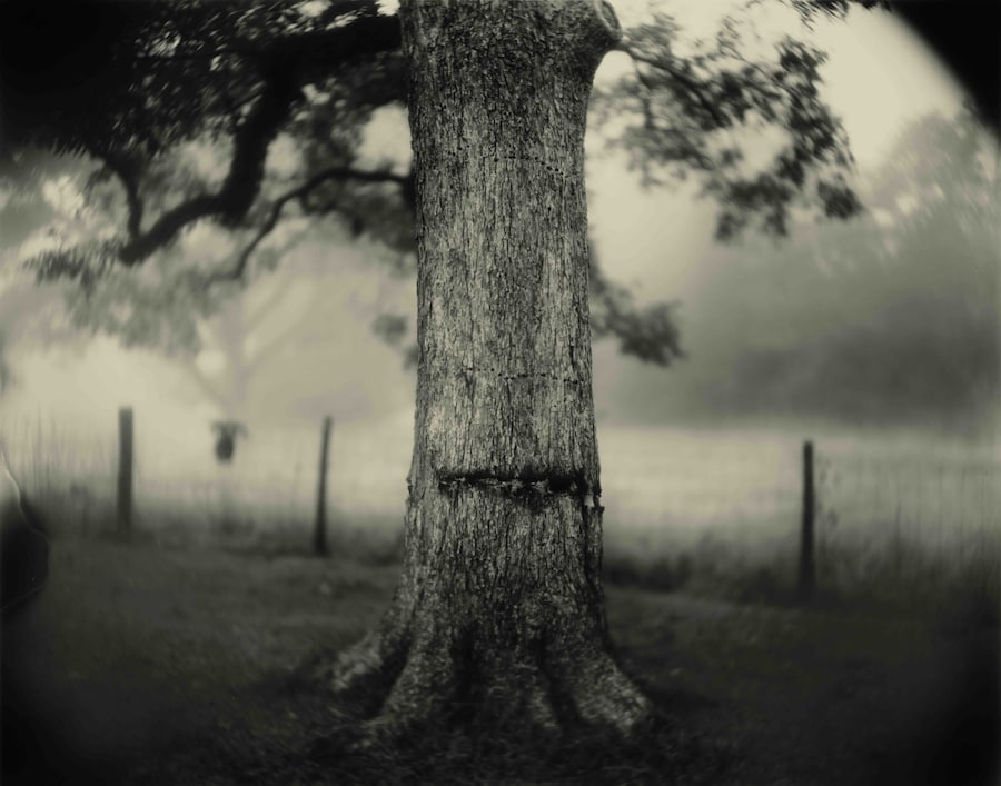 Sally Mann, Art Work: On the Creative Life 8