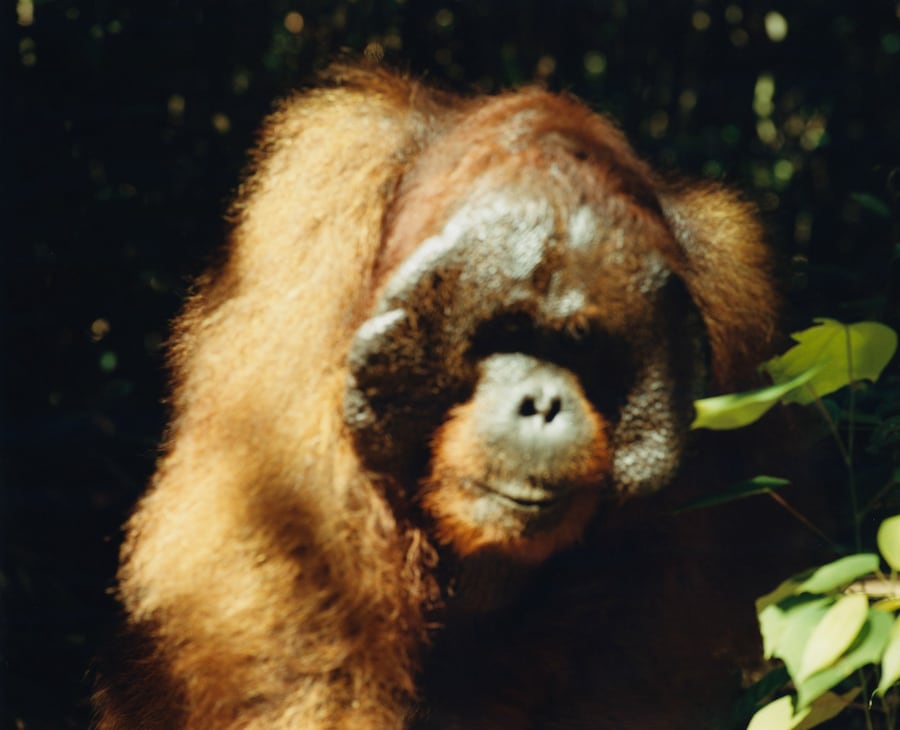 Record Stefan Dotter rainforest book photography 3