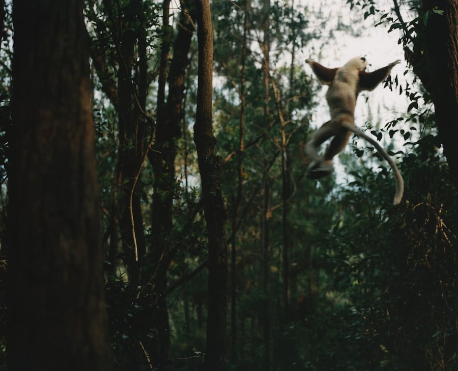 Record Stefan Dotter rainforest book photography 4