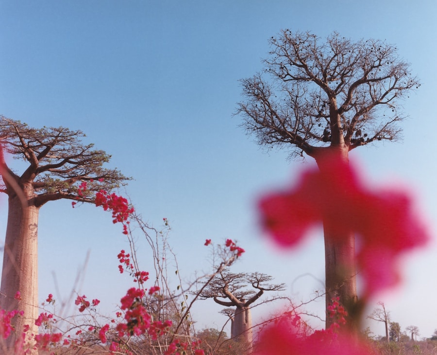 Record Stefan Dotter rainforest book photography 5