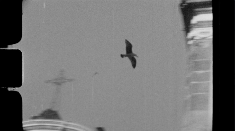 Roman Manfredi, TRA, Naples, Third Gender, Portraits 11