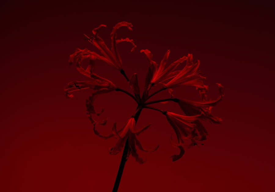 d_GH_2830_EM_CHAMPACA_CLOSE_MACRO-FLOWER_0048_Stac 7