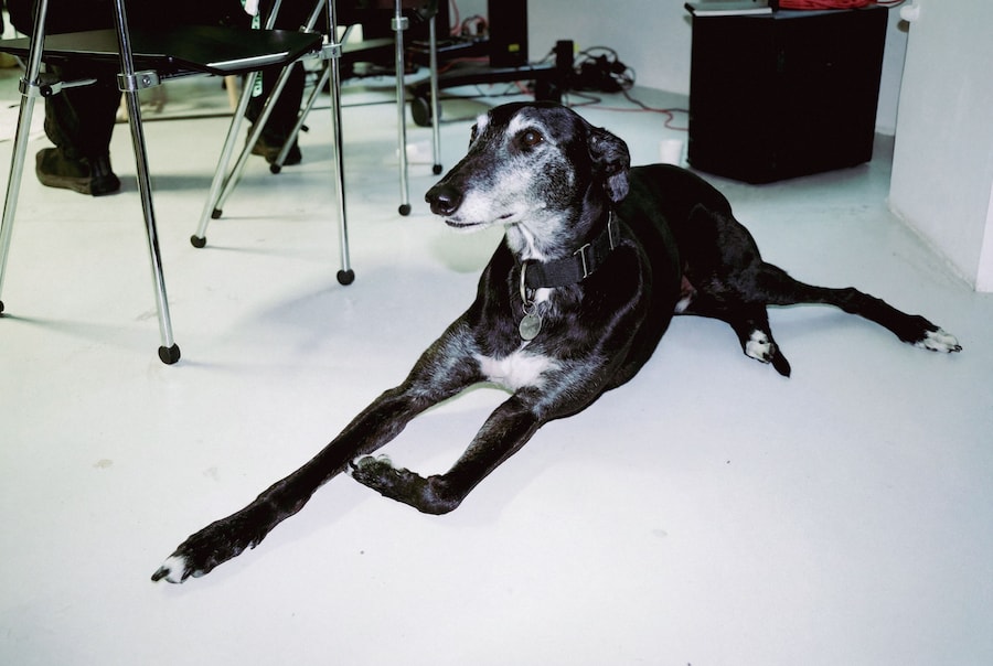 Restless Egg: Did DeepMind need Theme Park? 7