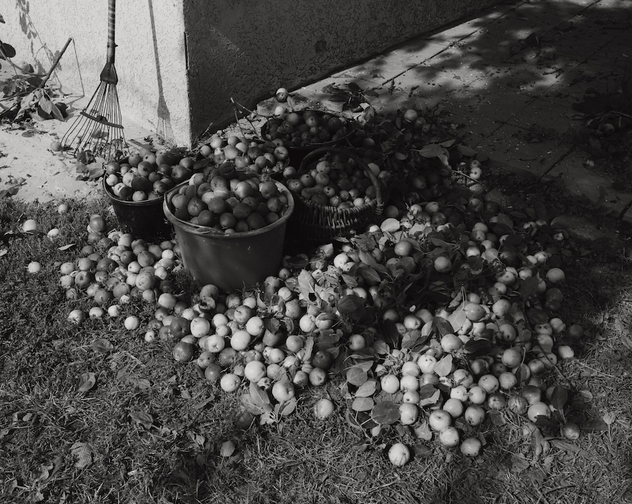 Aria Shahrokhshahi, Wet Ground 16