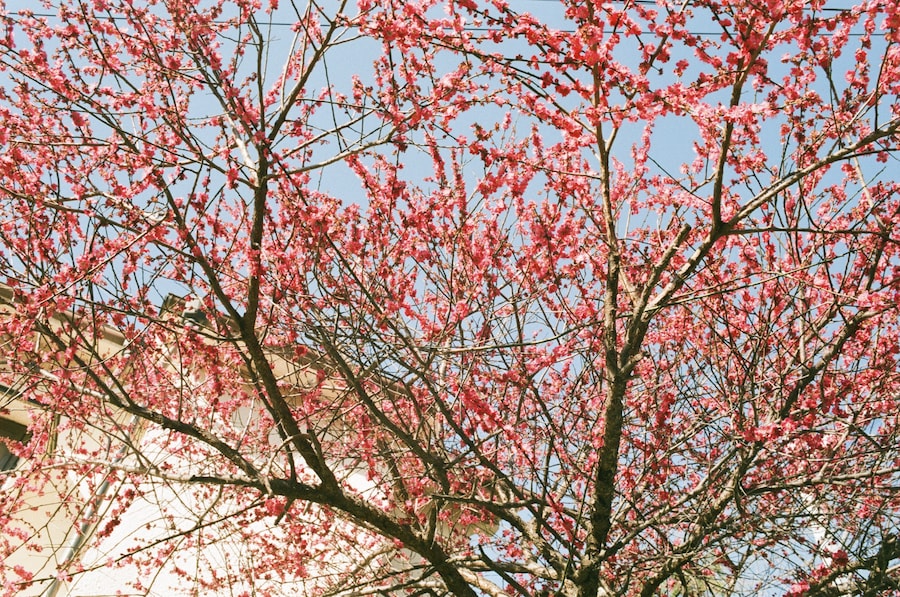 Sofiya Loriashvili, 30 days in Japan 13