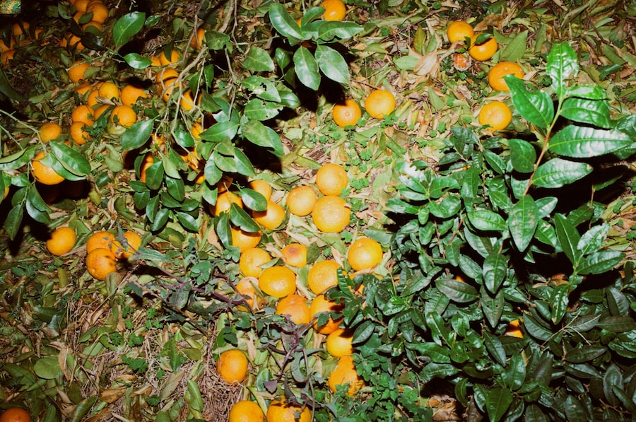 Sofiya Loriashvili, 30 days in Japan 17