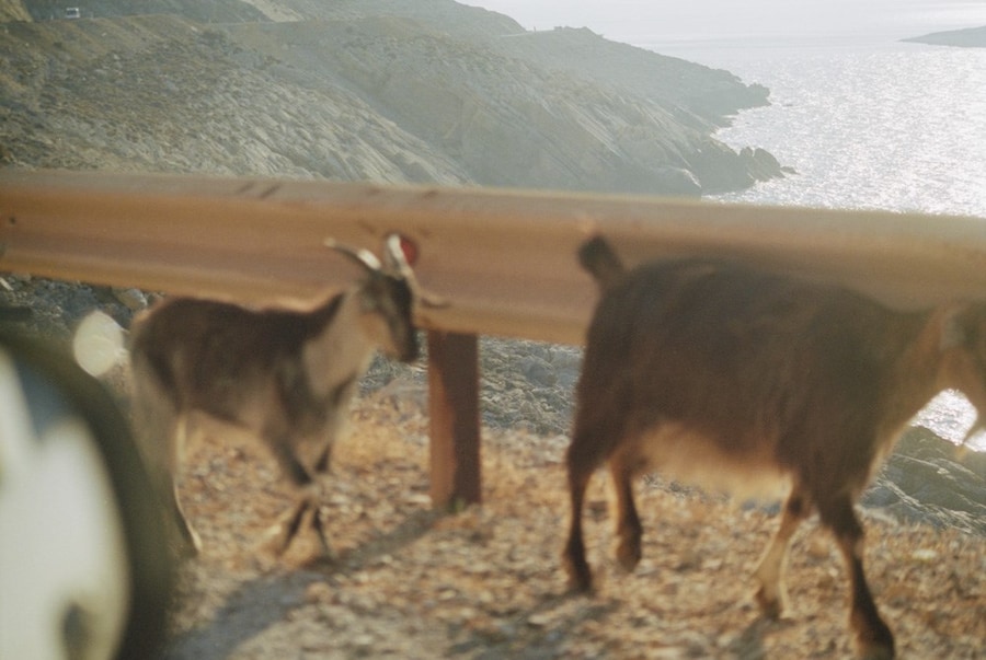 Akila Berjaoui, The Possible Dream 22