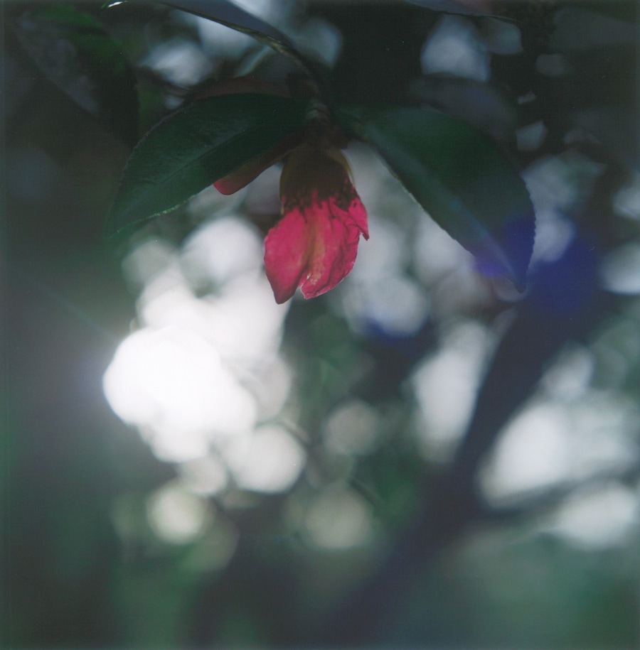 From Our Windows, Rinko Kawauchi and Tokuko Ushioda 6